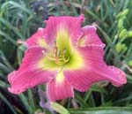 Handmaid Of The Lord 